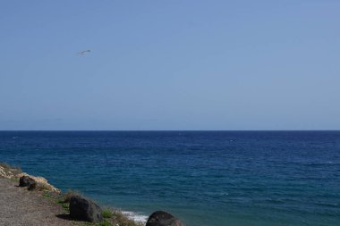 Larus michahellis martıları sonbaharda Kosta Calma 'daki Atlantik Okyanusu' nun üzerinde uçar. Sarı bacaklı martı, Larus michahellis, büyük bir martıdır. Fuerteventura, Las Palmas, İspanya.  