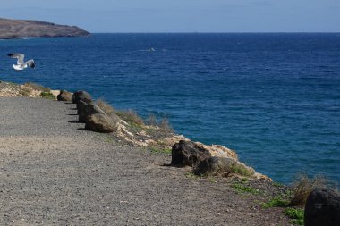 Larus michahellis martıları sonbaharda Kosta Calma 'daki Atlantik Okyanusu' nun üzerinde uçar. Sarı bacaklı martı, Larus michahellis, büyük bir martıdır. Fuerteventura, Las Palmas, İspanya.  