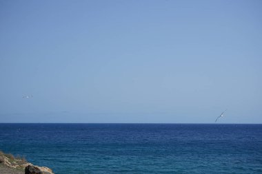 Larus michahellis martıları sonbaharda Costa Calma 'da Atlantik Okyanusu kıyısında yaşarlar. Sarı bacaklı martı, Larus michahellis, büyük bir martıdır. Fuerteventura, Las Palmas, İspanya. 