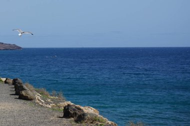 Larus michahellis martıları sonbaharda Kosta Calma 'daki Atlantik Okyanusu' nun üzerinde uçar. Sarı bacaklı martı, Larus michahellis, büyük bir martıdır. Fuerteventura, Las Palmas, İspanya.  