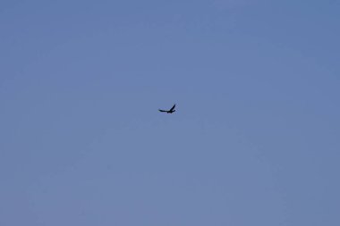 Corvus corax canariensis kuşu Ekim ayında Kosta Calma 'da Atlantik Okyanusu kıyısında yaşar. Sıradan bir kuzgun olan Corvus Corax, iri yarı, siyah bir kuşdur. Fuerteventura, Las Palmas, Kanarya Adaları, İspanya. 