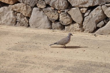 Streptopelia decaocto kuşu sonbaharda Costa Calma 'nın Atlantik kıyısında yaşar. Avrasya güvercini, güvercin veya Türk güvercini Streptopelia decaocto, güvercin türüdür. Fuerteventura, Las Palmas, Kanarya Adaları, İspanya. 