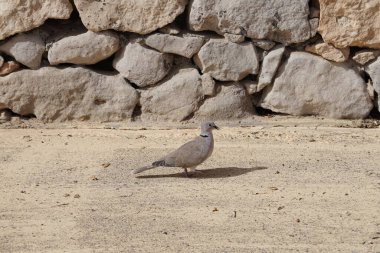 Streptopelia decaocto kuşu sonbaharda Costa Calma 'nın Atlantik kıyısında yaşar. Avrasya güvercini, güvercin veya Türk güvercini Streptopelia decaocto, güvercin türüdür. Fuerteventura, Las Palmas, Kanarya Adaları, İspanya. 