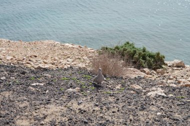 Streptopelia decaocto kuşu sonbaharda Costa Calma 'nın Atlantik kıyısında yaşar. Avrasya güvercini, güvercin veya Türk güvercini Streptopelia decaocto, güvercin türüdür. Fuerteventura, Las Palmas, Kanarya Adaları, İspanya. 