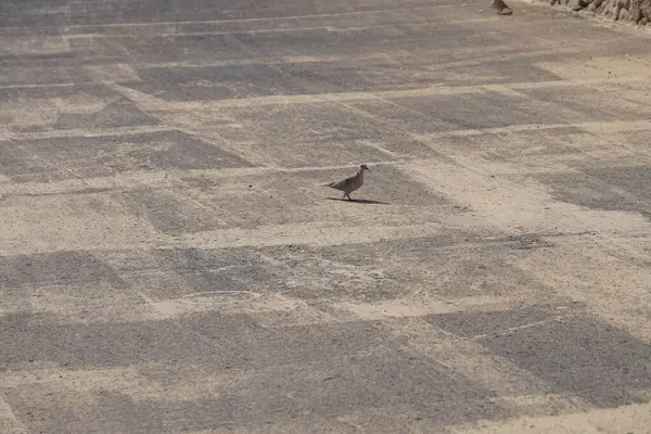 Streptopelia decaocto kuşları sonbaharda Kosta Calma 'da Atlantik Okyanusu kıyısında yaşarlar. Avrasya güvercini, güvercin veya Türk güvercini Streptopelia decaocto, güvercin türüdür. Fuerteventura, Las Palmas, Kanarya Adaları, İspanya. 