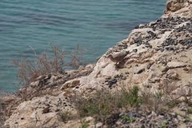 Streptopelia decaocto kuşu sonbaharda Costa Calma 'nın Atlantik kıyısında yaşar. Avrasya güvercini, güvercin veya Türk güvercini Streptopelia decaocto, güvercin türüdür. Fuerteventura, Las Palmas, Kanarya Adaları, İspanya. 
