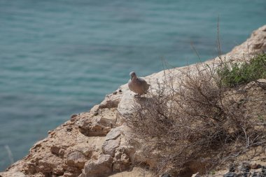 Streptopelia decaocto kuşu sonbaharda Costa Calma 'nın Atlantik kıyısında yaşar. Avrasya güvercini, güvercin veya Türk güvercini Streptopelia decaocto, güvercin türüdür. Fuerteventura, Las Palmas, Kanarya Adaları, İspanya. 