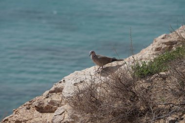 Streptopelia decaocto kuşu sonbaharda Costa Calma 'nın Atlantik kıyısında yaşar. Avrasya güvercini, güvercin veya Türk güvercini Streptopelia decaocto, güvercin türüdür. Fuerteventura, Las Palmas, Kanarya Adaları, İspanya. 