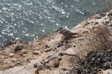 Streptopelia decaocto kuşu sonbaharda Costa Calma 'nın Atlantik kıyısında yaşar. Avrasya güvercini, güvercin veya Türk güvercini Streptopelia decaocto, güvercin türüdür. Fuerteventura, Las Palmas, Kanarya Adaları, İspanya. 