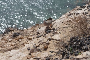 Streptopelia decaocto kuşu sonbaharda Costa Calma 'nın Atlantik kıyısında yaşar. Avrasya güvercini, güvercin veya Türk güvercini Streptopelia decaocto, güvercin türüdür. Fuerteventura, Las Palmas, Kanarya Adaları, İspanya. 