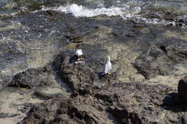 Martılar Larus michahelliler Ekim ayında suyun yakınındaki kayalıklarda balık yerler. Sarı bacaklı martı, Larus michahellis, Avrupa, Orta Doğu ve Kuzey Afrika 'da bulunan büyük bir martıdır. Costa Calma, Fuerteventura, Las Palmas, İspanya. 