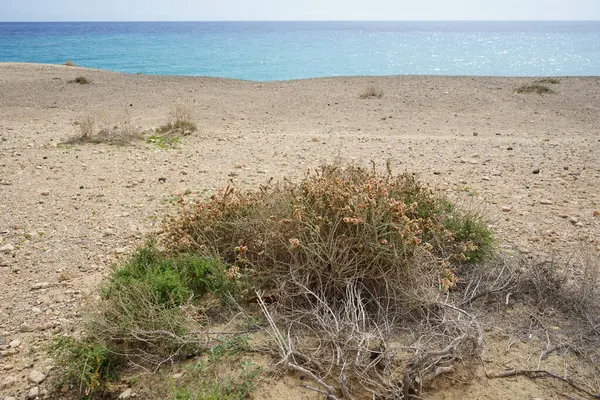 Caroxylon vermiculatum doğada ekim ayında çiçek açar. Caroxylon vermiculatum, Akdeniz tuzu, Salsola vermiculata ve Nitrosalsola vermiculata, Amaranthaceae familyasından bir bitki türü. Costa Calma, Fuerteventura, Kanarya Adaları.  