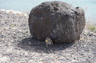 Kemirgen Atlantoxerus getulus, sonbaharda Costa Calma 'daki Atlantik kıyısında vahşi doğada yaşar. Barbar sincap (