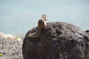 Kemirgen Atlantoxerus getulus, sonbaharda Costa Calma 'daki Atlantik kıyısında vahşi doğada yaşar. Barbar sincap (