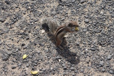 Kemirgen Atlantoxerus getulus, sonbaharda Costa Calma 'daki Atlantik kıyısında vahşi doğada yaşar. Barbar sincap (