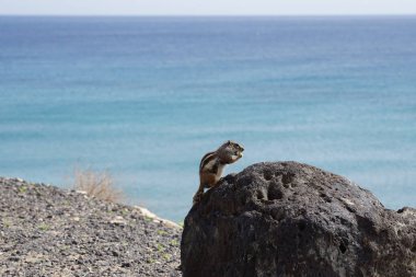 Kemirgen Atlantoxerus getulus, sonbaharda Costa Calma 'daki Atlantik kıyısında vahşi doğada yaşar. Barbar sincap (