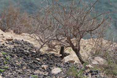 Kemirgen Atlantoxerus getulus, sonbaharda Costa Calma 'daki Atlantik kıyısında vahşi doğada yaşar. Barbar sincap (