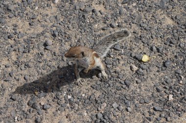 Kemirgen Atlantoxerus getulus, sonbaharda Costa Calma 'daki Atlantik kıyısında vahşi doğada yaşar. Barbar sincap (