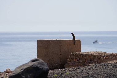 Kemirgen Atlantoxerus getulus, sonbaharda Costa Calma 'daki Atlantik kıyısında vahşi doğada yaşar. Barbar sincap (