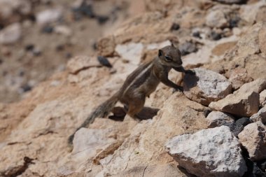 Kemirgen Atlantoxerus getulus, sonbaharda Costa Calma 'daki Atlantik kıyısında vahşi doğada yaşar. Barbar sincap (