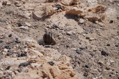 Kemirgen Atlantoxerus getulus, sonbaharda Costa Calma 'daki Atlantik kıyısında vahşi doğada yaşar. Barbar sincap (