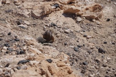 Kemirgen Atlantoxerus getulus, sonbaharda Costa Calma 'daki Atlantik kıyısında vahşi doğada yaşar. Barbar sincap (