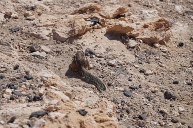 Kemirgen Atlantoxerus getulus, sonbaharda Costa Calma 'daki Atlantik kıyısında vahşi doğada yaşar. Barbar sincap (