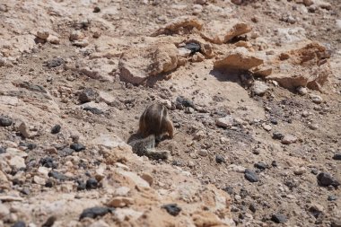 The rodent Atlantoxerus getulus lives in the wild on the Atlantic coast in Costa Calma in autumn. The Barbary ground squirrel, Atlantoxerus getulus, is a species of rodent in the family Sciuridae. Fuerteventura, Las Palmas, Canary Islands, Spain.   clipart