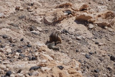 Kemirgen Atlantoxerus getulus, sonbaharda Costa Calma 'daki Atlantik kıyısında vahşi doğada yaşar. Barbar sincap (