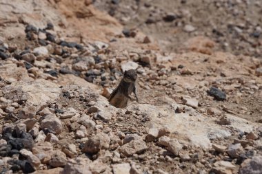 Kemirgen Atlantoxerus getulus, sonbaharda Costa Calma 'daki Atlantik kıyısında vahşi doğada yaşar. Barbar sincap (