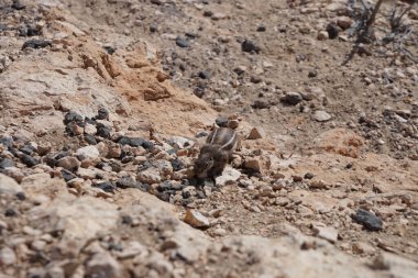 Kemirgen Atlantoxerus getulus, sonbaharda Costa Calma 'daki Atlantik kıyısında vahşi doğada yaşar. Barbar sincap (