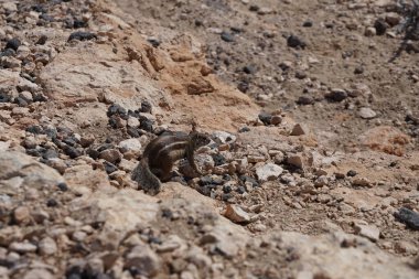 Kemirgen Atlantoxerus getulus, sonbaharda Costa Calma 'daki Atlantik kıyısında vahşi doğada yaşar. Barbar sincap (