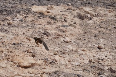 Kemirgen Atlantoxerus getulus, sonbaharda Costa Calma 'daki Atlantik kıyısında vahşi doğada yaşar. Barbar sincap (