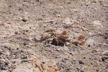 Kemirgen Atlantoxerus getulus, sonbaharda Costa Calma 'daki Atlantik kıyısında vahşi doğada yaşar. Barbar sincap (