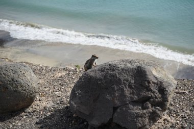 Kemirgen Atlantoxerus getulus, sonbaharda Costa Calma 'daki Atlantik kıyısında vahşi doğada yaşar. Barbar sincap (