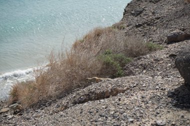 Kemirgenler Atlantoxerus getulus sonbaharda Costa Calma 'nın Atlantik kıyısında vahşi doğada yaşar. Barbar sincap (