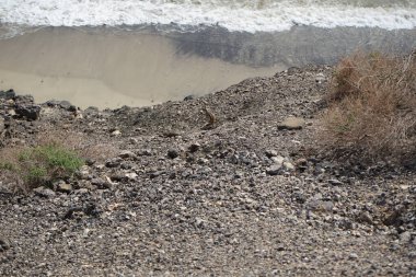 Kemirgen Atlantoxerus getulus, sonbaharda Costa Calma 'daki Atlantik kıyısında vahşi doğada yaşar. Barbar sincap (