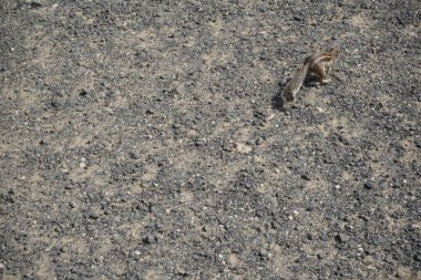 The rodent Atlantoxerus getulus lives in the wild on the Atlantic coast in Costa Calma in autumn. The Barbary ground squirrel, Atlantoxerus getulus, is a species of rodent in the family Sciuridae. Fuerteventura, Las Palmas, Canary Islands, Spain.  clipart