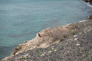 Kemirgen Atlantoxerus getulus, sonbaharda Costa Calma 'daki Atlantik kıyısında vahşi doğada yaşar. Barbar sincap (