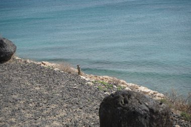 Kemirgen Atlantoxerus getulus, sonbaharda Costa Calma 'daki Atlantik kıyısında vahşi doğada yaşar. Barbar sincap (