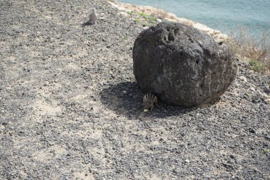 Kemirgen Atlantoxerus getulus ve Streptopelia dekaocto kuşu sonbaharda Costa Calma 'nın Atlantik kıyısında vahşi doğada yaşarlar. Barbar sincap (