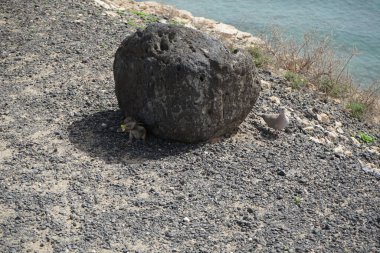 Kemirgen Atlantoxerus getulus ve Streptopelia dekaocto kuşu sonbaharda Costa Calma 'nın Atlantik kıyısında vahşi doğada yaşarlar. Barbar sincap (