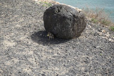 Kemirgen Atlantoxerus getulus, sonbaharda Costa Calma 'daki Atlantik kıyısında vahşi doğada yaşar. Barbar sincap (