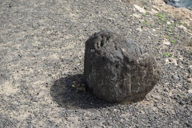 Kemirgen Atlantoxerus getulus, sonbaharda Costa Calma 'daki Atlantik kıyısında vahşi doğada yaşar. Barbar sincap (