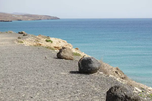 Kemirgen Atlantoxerus getulus ve Streptopelia dekaocto kuşu sonbaharda Costa Calma 'nın Atlantik kıyısında vahşi doğada yaşarlar. Barbar sincap (