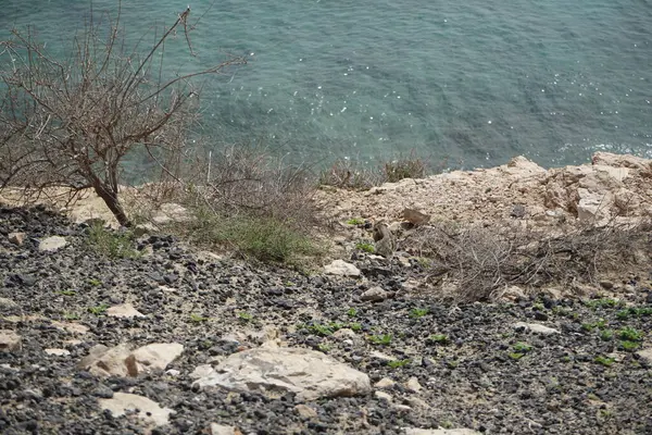 Kemirgen Atlantoxerus getulus, sonbaharda Costa Calma 'daki Atlantik kıyısında vahşi doğada yaşar. Barbar sincap (