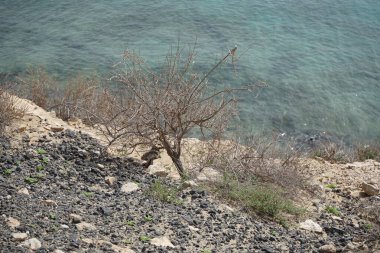 Kemirgen Atlantoxerus getulus, sonbaharda Costa Calma 'daki Atlantik kıyısında vahşi doğada yaşar. Barbar sincap (