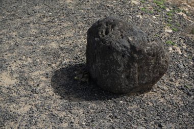 Kemirgen Atlantoxerus getulus, sonbaharda Costa Calma 'daki Atlantik kıyısında vahşi doğada yaşar. Barbar sincap (