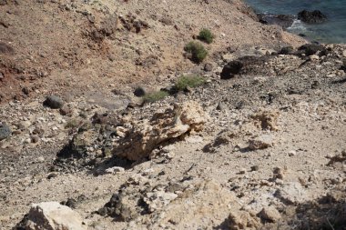 The rodent Atlantoxerus getulus lives in the wild on the Atlantic coast in Costa Calma in autumn. The Barbary ground squirrel, Atlantoxerus getulus, is a species of rodent in the family Sciuridae. Fuerteventura, Las Palmas, Canary Islands, Spain.  clipart