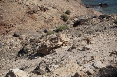 Kemirgen Atlantoxerus getulus, sonbaharda Costa Calma 'daki Atlantik kıyısında vahşi doğada yaşar. Barbar sincap (
